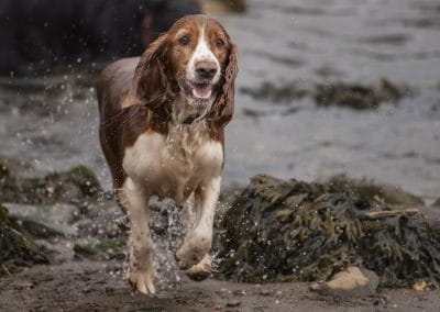 Welsh springer spaniel on beach
