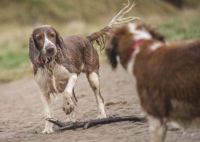 two welsh springer spaniels