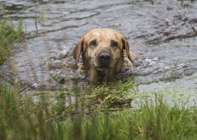 labrador in water