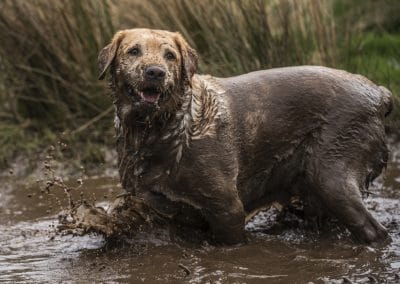 dog covered in mud