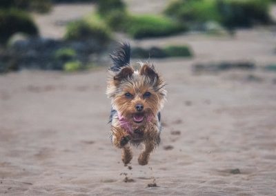 Yorkshire terrier
