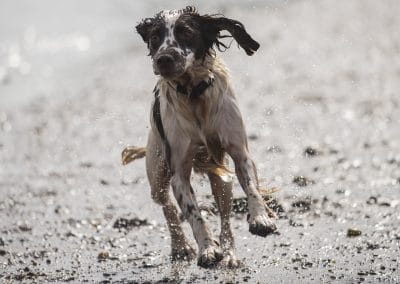 Springer spaniel running