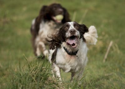 springer spaniels run