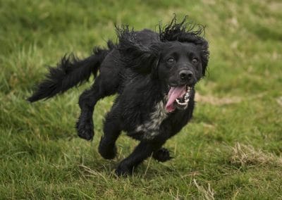cocker spaniel running