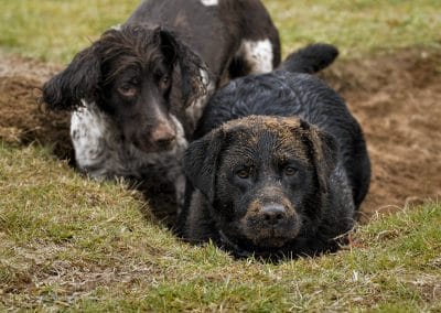 Springer and Labrador digging a hole