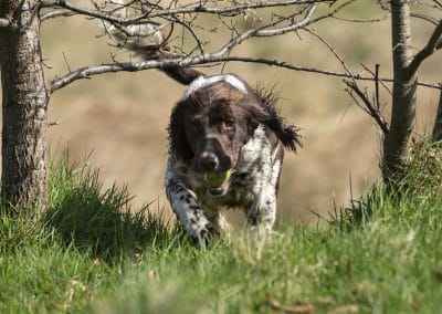 srpinger spaniel under a bush