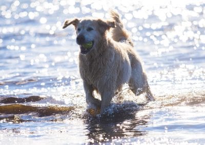 Golden retriever at Irvine beach