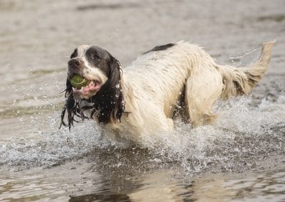Springer spaniel running out of river