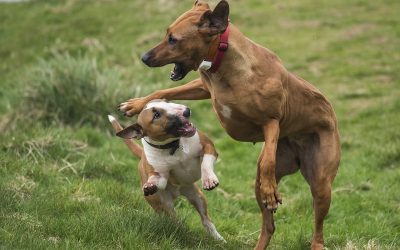 english bull terrier playing with rhodesian ridgeback