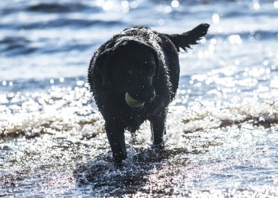 dog walking irvine beach