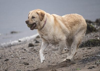 Yellow labrador running