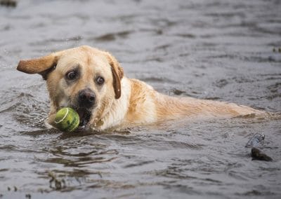 Labrador in water with ball and stick