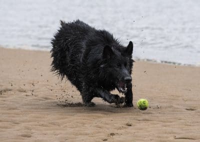 Black german shepherd fetching ball