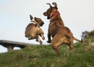 English bull terrier and Rhodesian ridgeback
