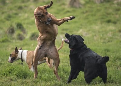 Rhodesian ridgeback and labrador
