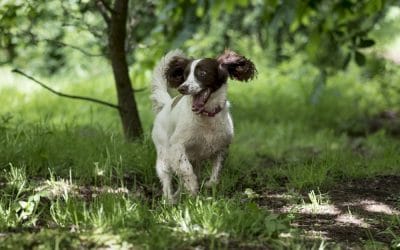 Lexi dog walking in boden boo erskine