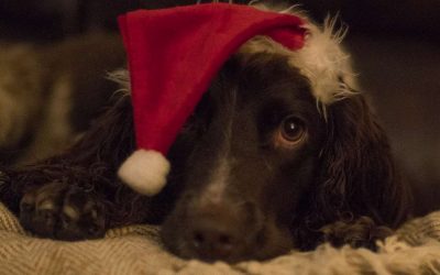 bdws tablet bishopton dog walker