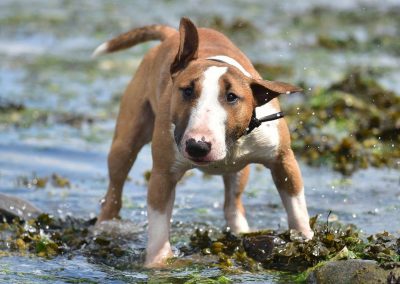 Miniature English bull terrier in river