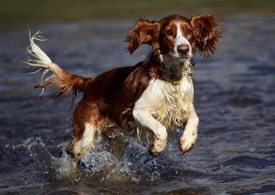 welsh springer action photo