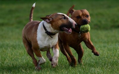 Potiphar and Levi English bull terrier and staffordshire bull terrier