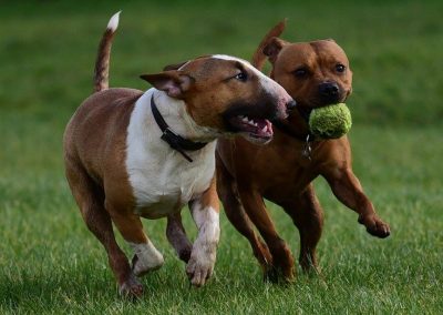 English bull terrier and staffordshire bull terrier
