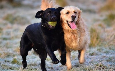 Roxy and best pal Elsa labrador and golden retriever are best friends