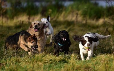 The gang all together a group of dogs running together