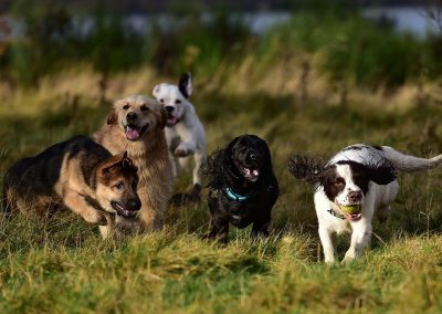 a group of dogs running together