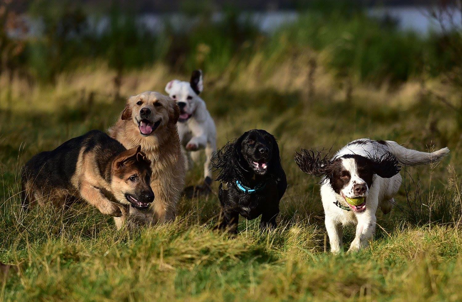 a group of dogs running together