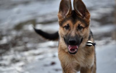 Young Wade adorable gsd puppy