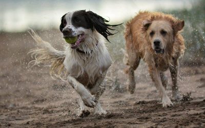 Nevis and Elsa springer spaniel being chased by golden retriever