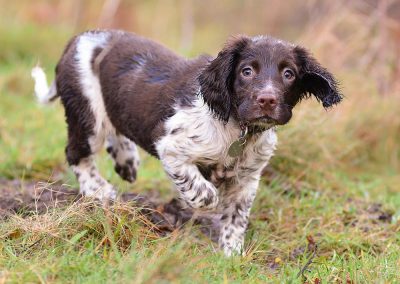 tiny liver and white springer spaniel puppy