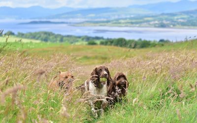 Levi, Flo and Ella make their way up Knockmountain in Langbank dogs running in a meadow