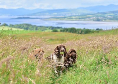 dogs running in a meadow