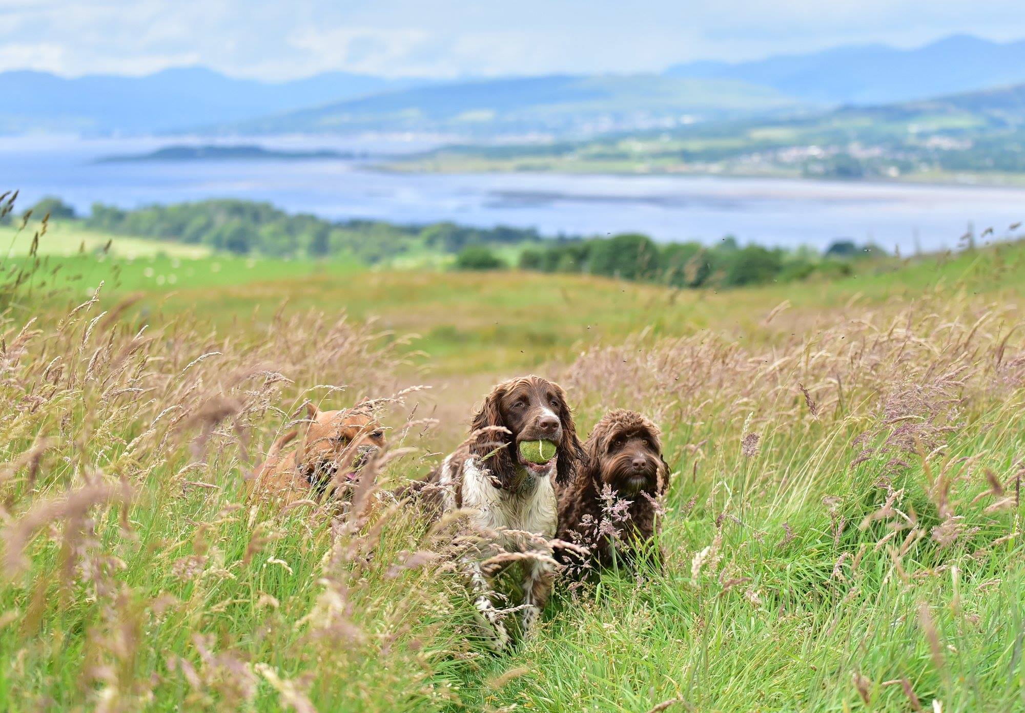 dogs running in a meadow