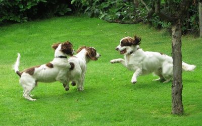 springer spaniel puppies playing