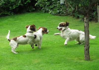 springer spaniel puppies playing
