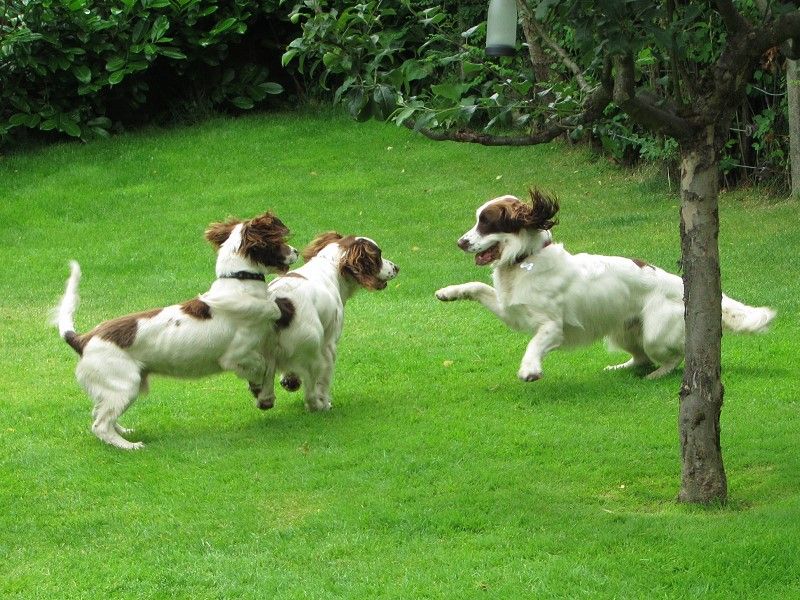 springer spaniel puppies playing