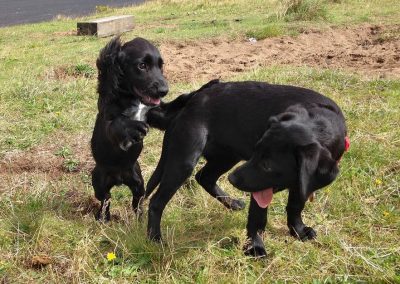 puppies playing