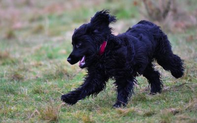 Bertie on his first walk off lead puppy cocker spaniel