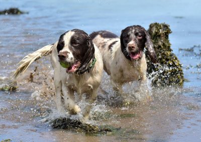 springer spaniel brothers