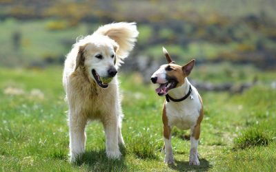 Mylo and Potiphar at Knockmountain large golden retriever and english bull terrier