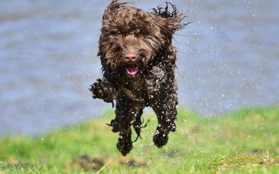 Big jump for Ella cockapoo jumping