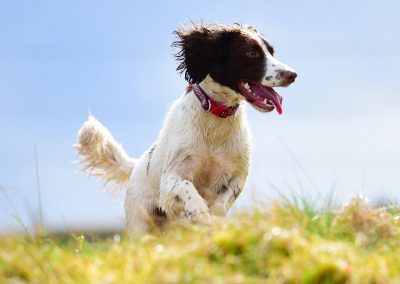 Springer spaniel on grass
