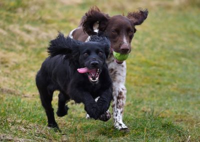 Cocker and Springer spaniels
