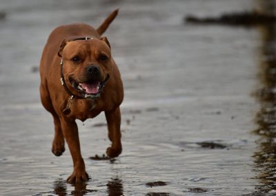 staffy on beach