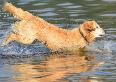 golden retriever running into water