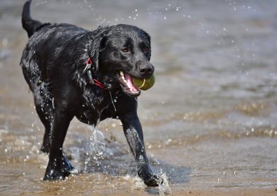 labrador coming out of the water with ball in mouth