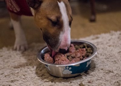 dog eating lily's dog food