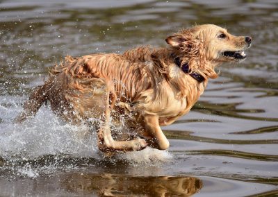 dog running on water